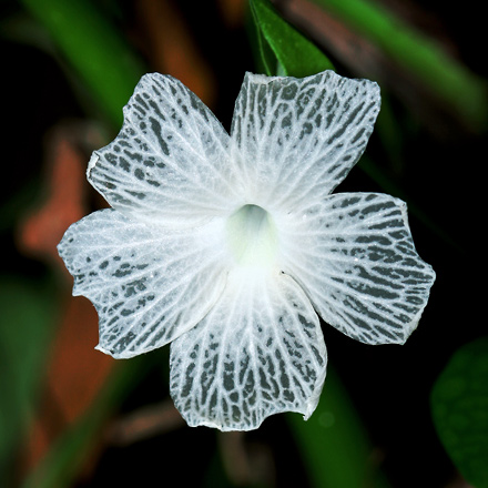 skeleton-flower-1.jpg