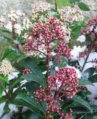 skimmia-japonica.jpg