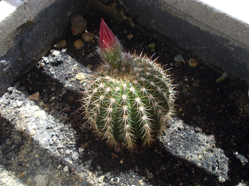 SL378436.jpg