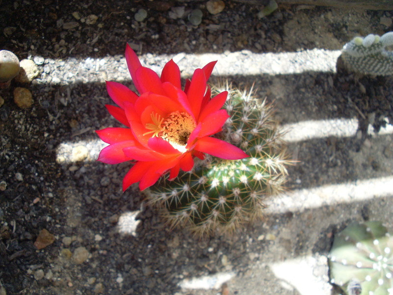 SL378453.jpg