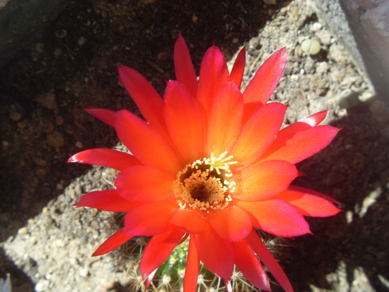 SL378532.jpg