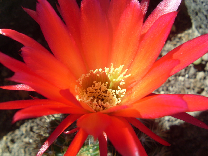 SL378535.jpg