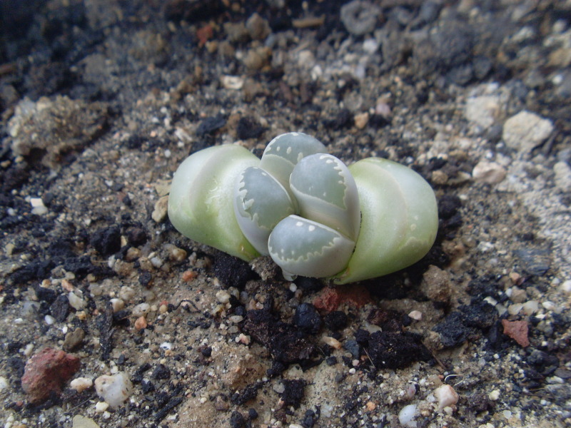 SL378569.jpg