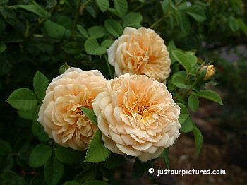 sm_teasing-georgia_img8597.jpg