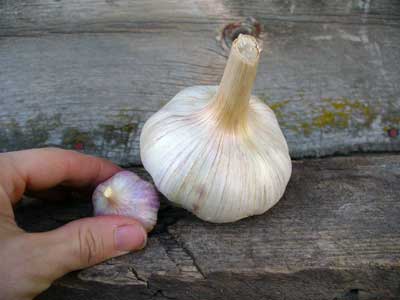 Small-and--big-garlic-bulbs.jpg