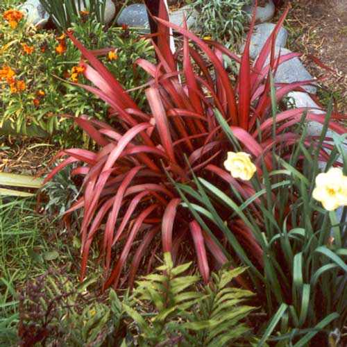small-red-flax.jpg
