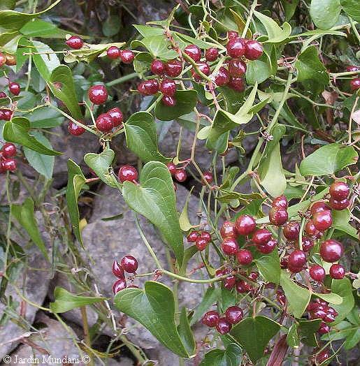 smilax.jpg