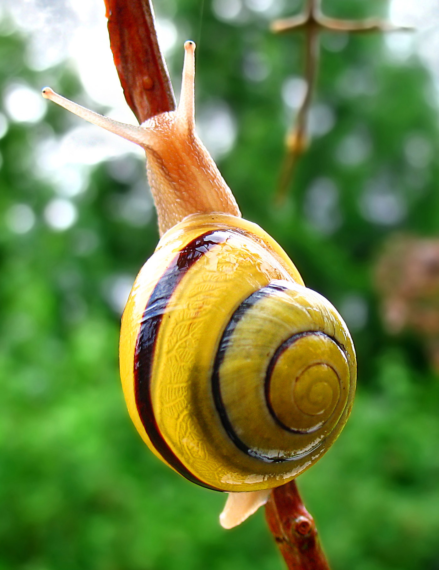 Snail-WA_edit02.jpg