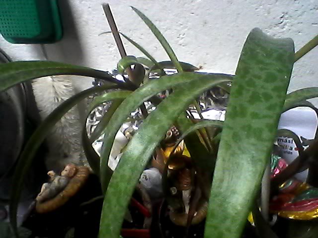 Snapshot_20110821_112.jpg