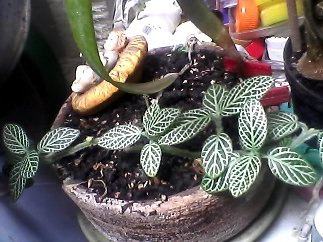 Snapshot_20110821_122.jpg