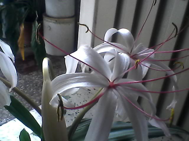 Snapshot_20110821_3.jpg