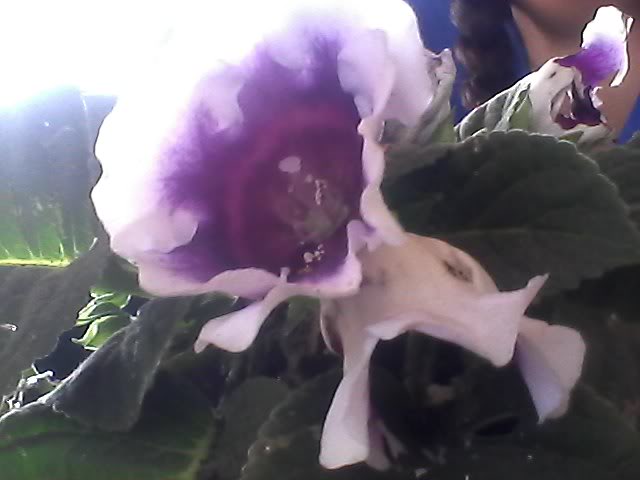 Snapshot_20111006_16.jpg