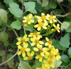 SNCAG-Senecio_angulatus_t2.jpg