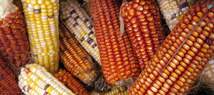 soberani-a-alimentaria-mais.jpg