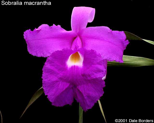 sobmacrantha.jpg