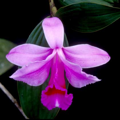 Sobralia-decora.jpg
