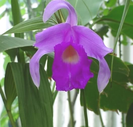 Sobralia_decora-1.jpg