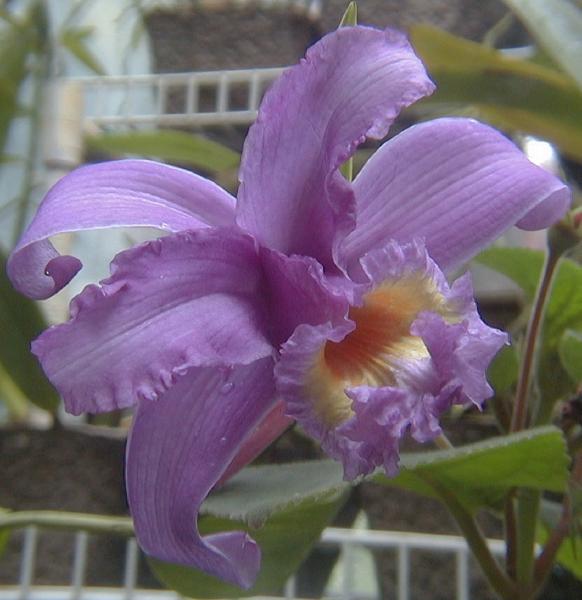 Sobralia_violaceaPHarding.jpg