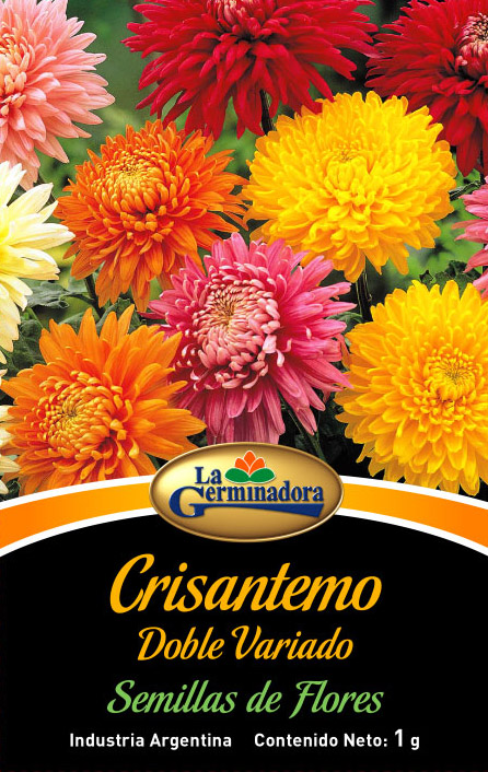 SOBRE-CRISANTEMO-CH.jpg