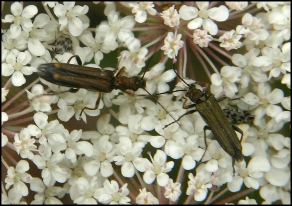 sobredaucus03.jpg