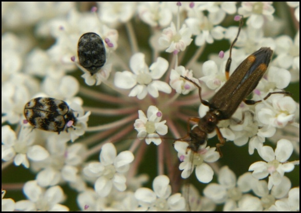 sobredaucus04.jpg