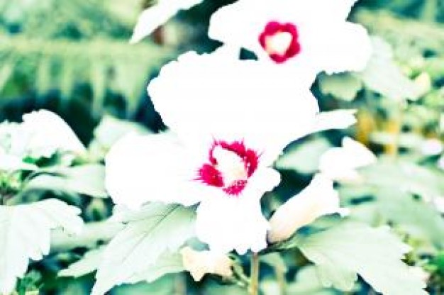 sobreexpuesta-flores-blancas_19-135729.jpg