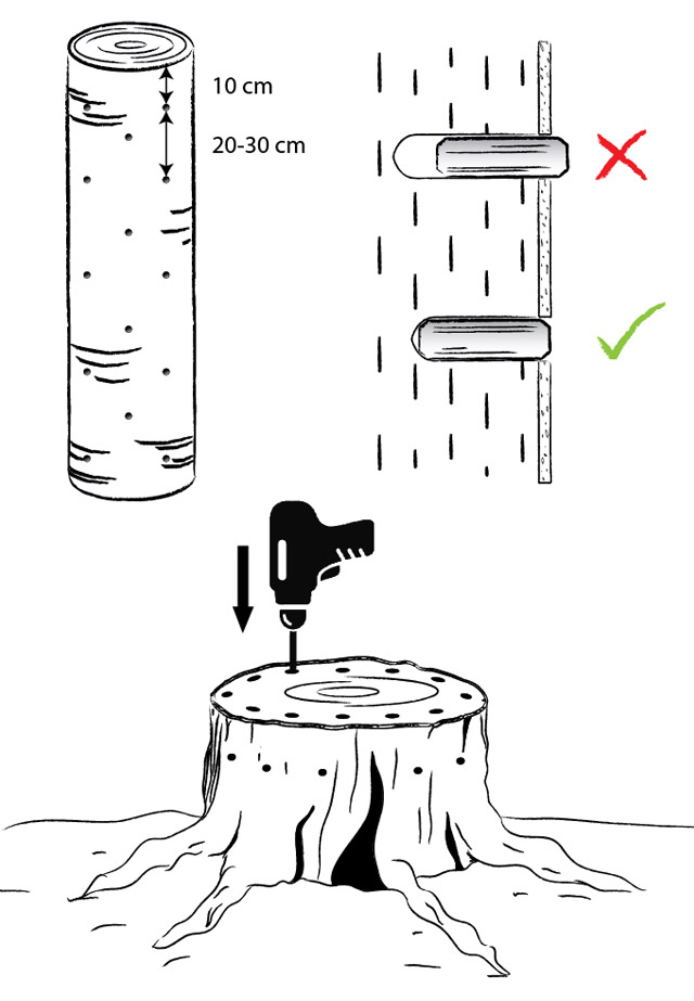 soca_inoculacio_miceli_2.jpg