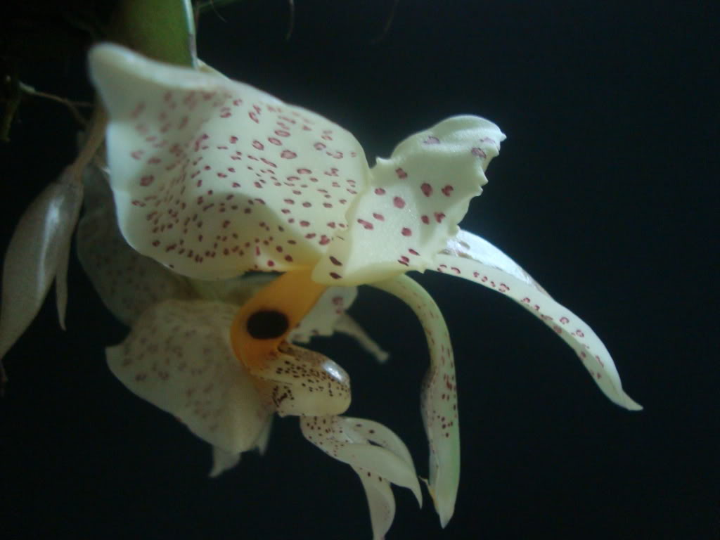 socullata1.jpg