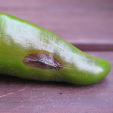 softrot3.jpg