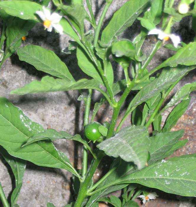 Solanacea2.jpg