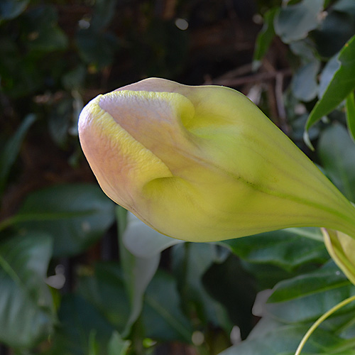 solandra-maxima-2.jpg
