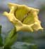 solandra-maxima-flores.jpg
