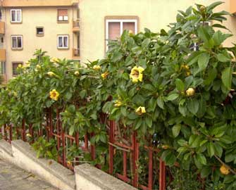 solandra-maxima.jpg