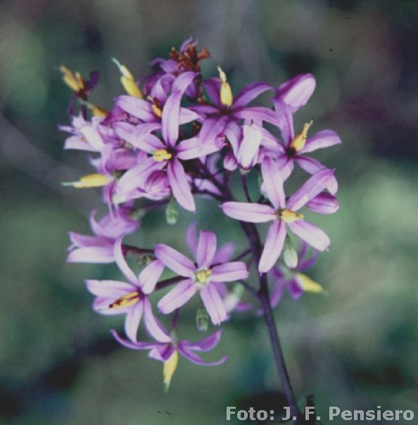 Solanum%20angustifidum-Foto%20Pensiero%20(1).jpg