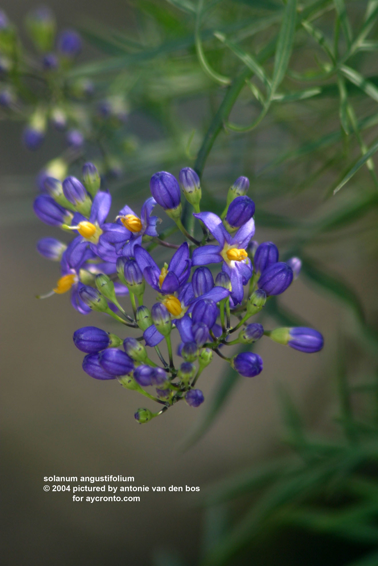 solanum%20angustifolium%2001.jpg