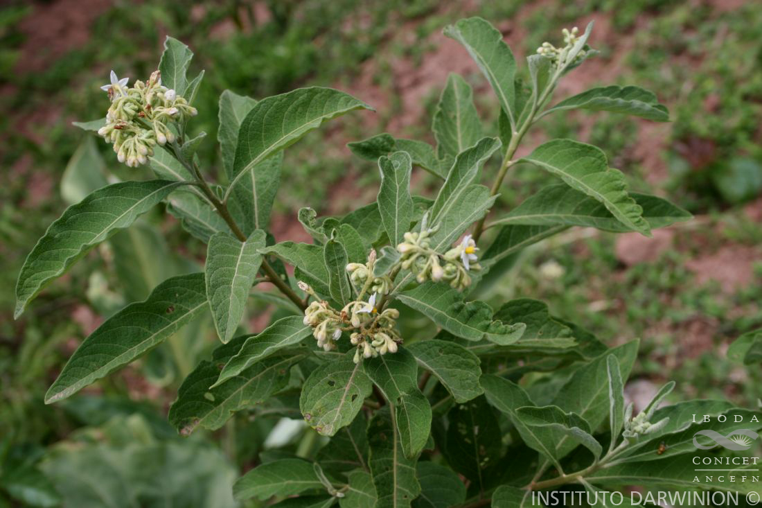 Solanum%20argentinum-FOZ-10961.JPG