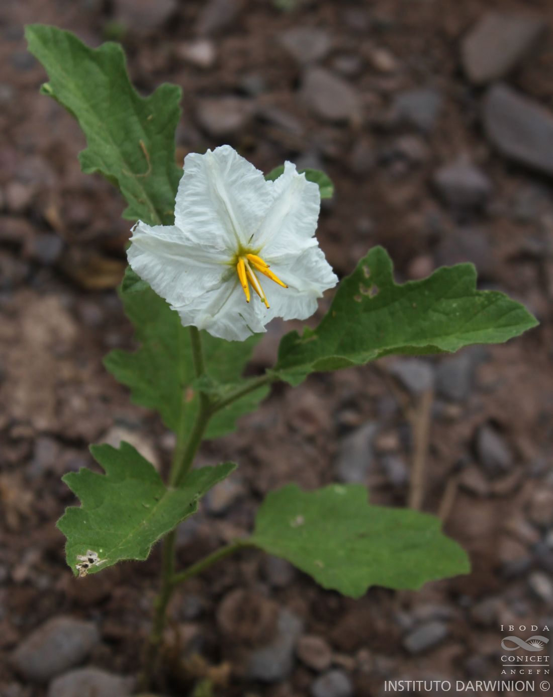 Solanum%20hieronymi-FOZ-11832%20(4).JPG
