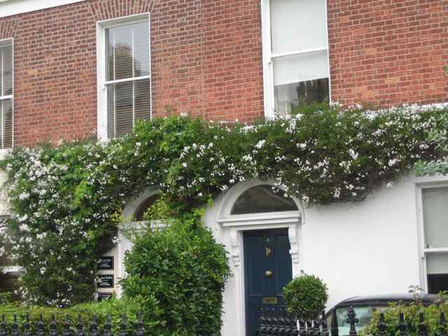Solanum%20jasminoides%20%27Album%27,%20Ranelagh,%20Dublin%206.jpg