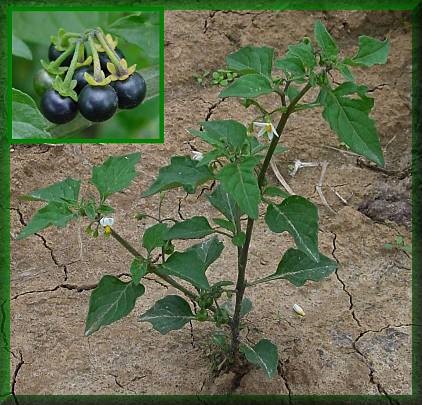 Solanum%20nigrum,%20the%20plant%20I%20have%20used%20as%20plant%20molluscicides_jpg.jpg