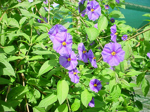 Solanum%20Rantonetti%202.JPG