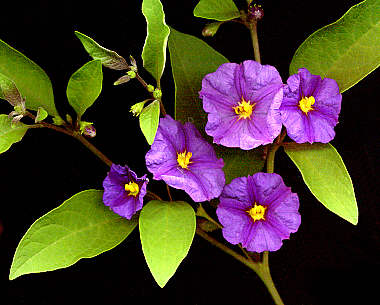 solanum%20rantonetti.jpg