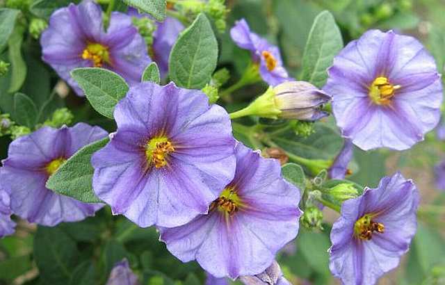 SOLANUM%20RANTONETTI.jpg