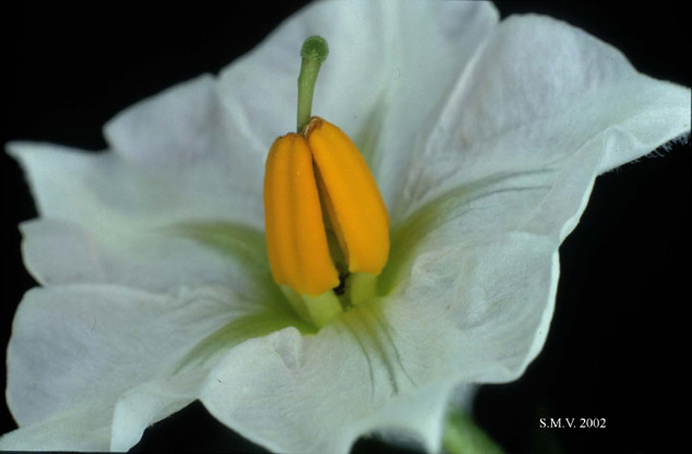 Solanum%20tuberosum_flor.jpg