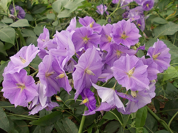 solanum%20wendlandii_vivero_chaclacayo_02.jpg