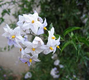 solanum-jasminoides.jpg
