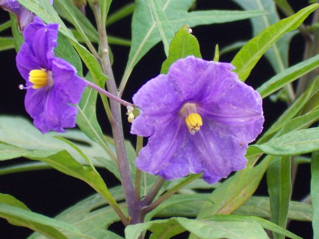 solanum.jpg