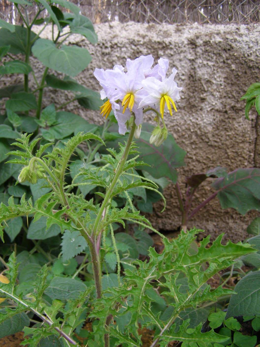 Solanum.jpg