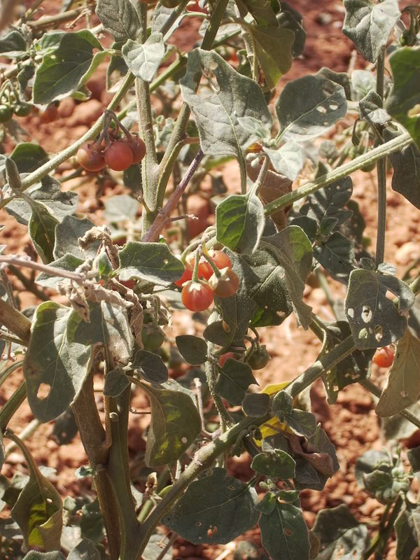 Solanum.jpg