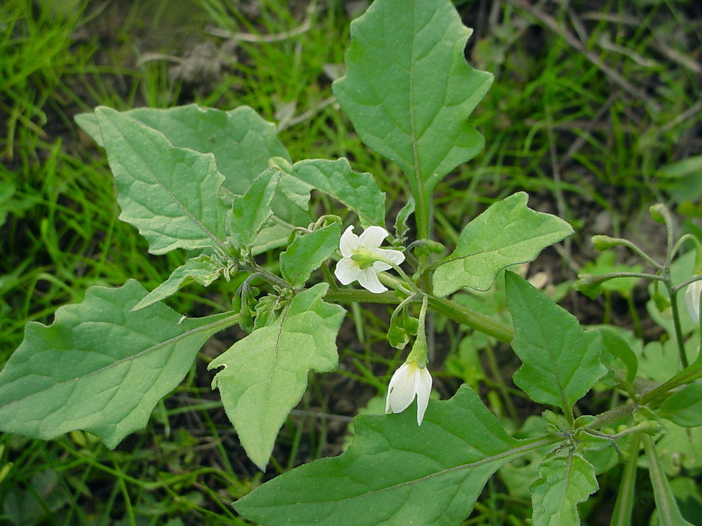 solanum-nigrum-le-gmittelhauser-d.jpg