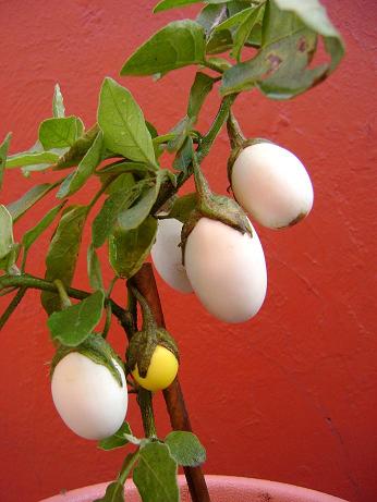 Solanum+ovigerum.jpg